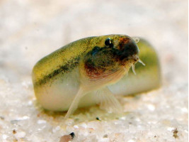 Акантофтальмус ангуларис