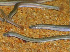 Акантофтальмус ангуларіс або Акантофтальмус Пангіо