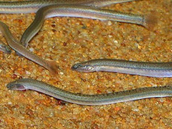 Акантофтальмус ангуларіс або Акантофтальмус Пангіо