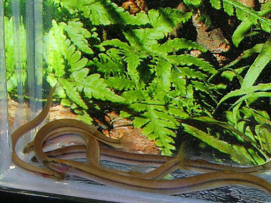 Акантофтальмус ангуларіс або Акантофтальмус Пангіо