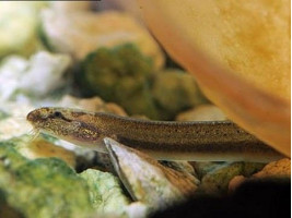 Акантофтальмус ангуларіс або Акантофтальмус Пангіо