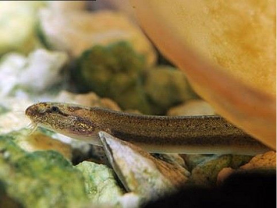 Акантофтальмус ангуларіс або Акантофтальмус Пангіо