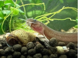 Акантофтальмус облонгус