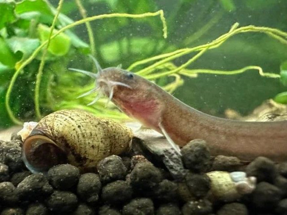 Акантофтальмус облонгус або акантофтальмус блек