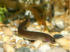 Акантофтальмус облонгус або акантофтальмус блек