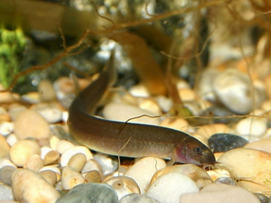 Акантофтальмус облонгус або акантофтальмус блек