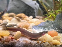 Акантофтальмус облонгус або акантофтальмус блек