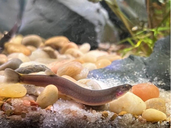 Акантофтальмус облонгус або акантофтальмус блек