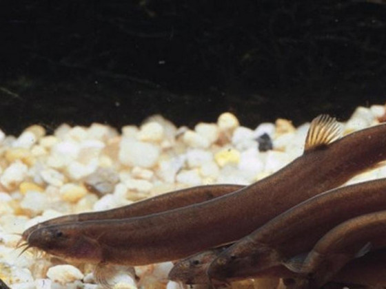 Акантофтальмус облонгус або акантофтальмус блек