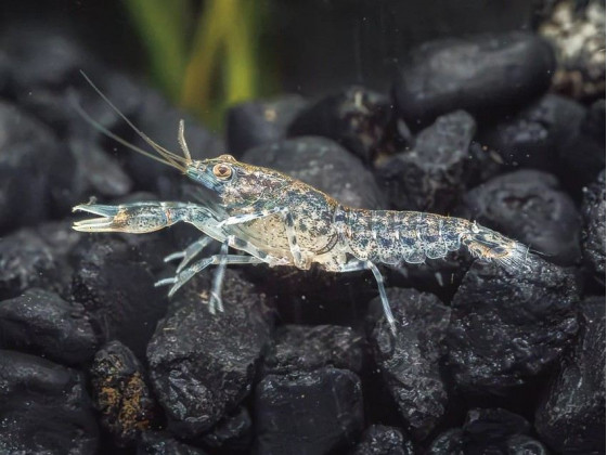 Рак карликовий блакитний