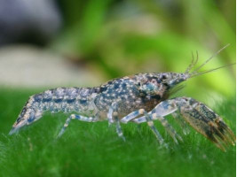 Рак карликовий блакитний