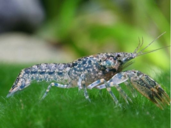 Рак карликовий блакитний