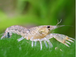 Рак карликовий блакитний