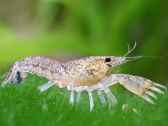 Рак карликовий блакитний