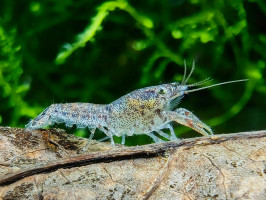 Рак карликовий блакитний