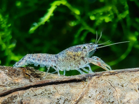 Рак карликовий блакитний