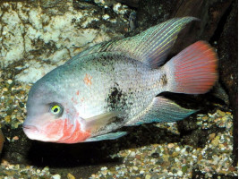 Цихлазома красногорлая или вьеха красногорлая