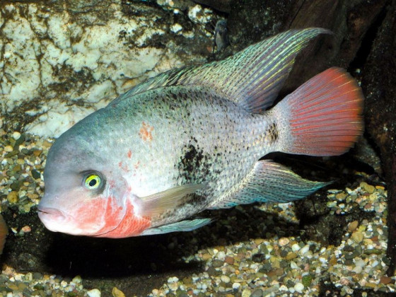 Цихлазома червоногорла або в'єха червоногорла