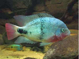 Цихлазома червоногорла або в'єха червоногорла