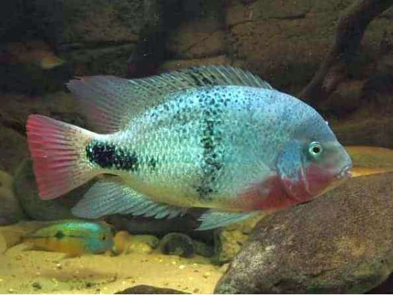 Цихлазома червоногорла або в'єха червоногорла