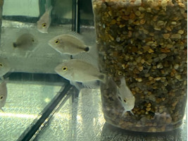 Цихлазома червоногорла або в'єха червоногорла