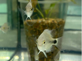 Цихлазома червоногорла або в'єха червоногорла