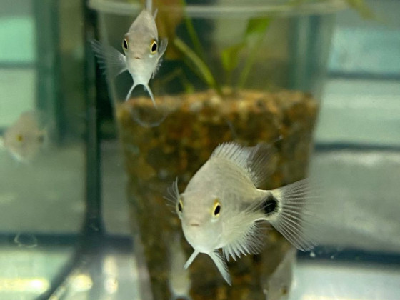 Цихлазома червоногорла або в'єха червоногорла