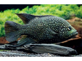 Паратиляпия поллени или Тиляпия поллени