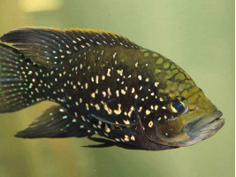 Паратиляпія поллені або Тіляпія поллені