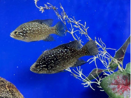 Паратиляпія поллені або Тіляпія поллені