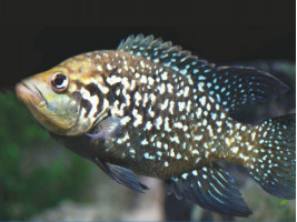 Паратиляпія поллені або Тіляпія поллені