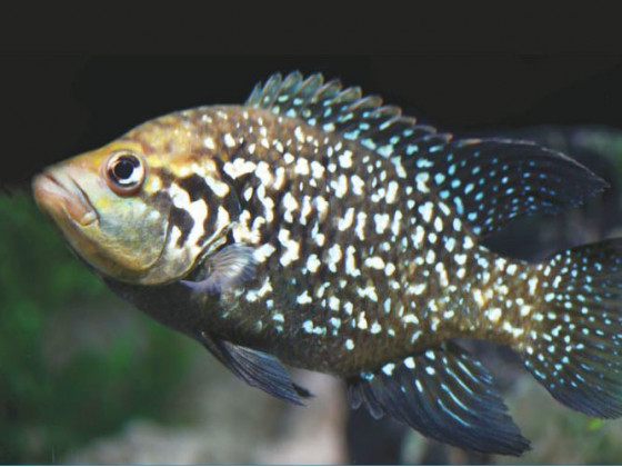 Паратиляпія поллені або Тіляпія поллені