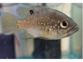 Паратиляпія поллені або Тіляпія поллені