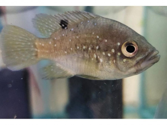 Паратиляпія поллені або Тіляпія поллені