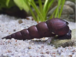 Улитка Шип дьявола (лат. Faunus ater, англ. Devil Faunus Snail, Black Devil Snail)