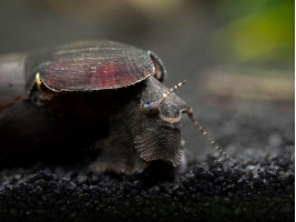 Равлик Шип диявола (лат. Faunus ater, англ. Devil Faunus Snail, Black Devil Snail)