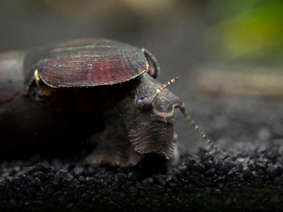 Равлик Шип диявола (лат. Faunus ater, англ. Devil Faunus Snail, Black Devil Snail)