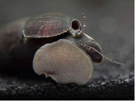 Улитка Шип дьявола (лат. Faunus ater, англ. Devil Faunus Snail, Black Devil Snail)