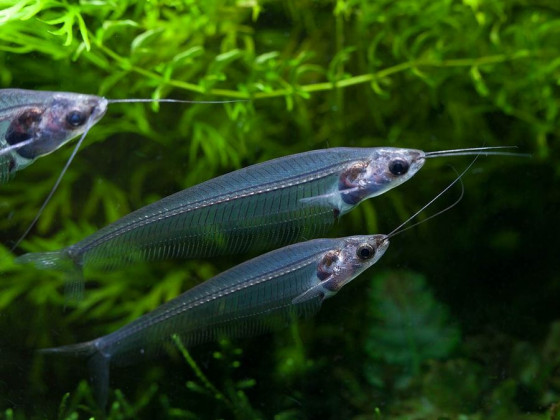 Индийский стеклянный сом (лат. Kryptopterus bicirrhis, англ Glass catfish, Ghost Catfish)