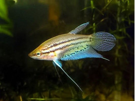 Гурами бурчащий (буркотливий, ворчащий, буркун, лат. Trichopsis vittata, англ. Croaking gourami)