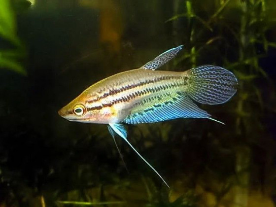 Гурами бурчащий (буркотливий, ворчащий, буркун, лат. Trichopsis vittata, англ. Croaking gourami)