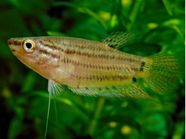 Гурами бурчащий (буркотливий, ворчащий, буркун, лат. Trichopsis vittata, англ. Croaking gourami)