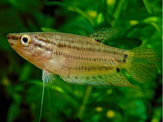 Гурами бурчащий (буркотливий, ворчащий, буркун, лат. Trichopsis vittata, англ. Croaking gourami)