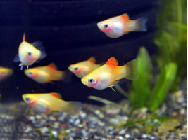 Пецилія ананас акваріумна рибка