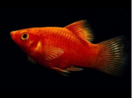 Пецилия красная аквариумная рыбка