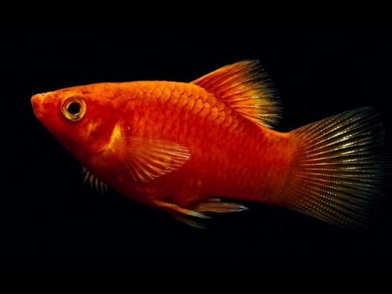 Пецилия красная аквариумная рыбка