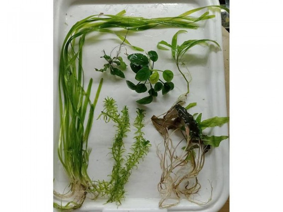 Комплект растений для аквариума (прополка)