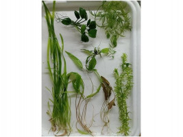 Комплект растений для аквариума (прополка)