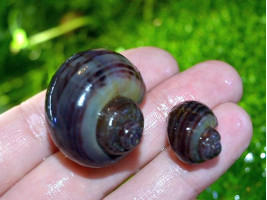 Акваріумний равлик Ампулярія фіолетова смугаста 1 - 2,5 см (Акварибкі Ферма)