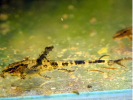 Рыбка Лорикария обыкновенна 4 см (1309 Акварыбки Ферма)
